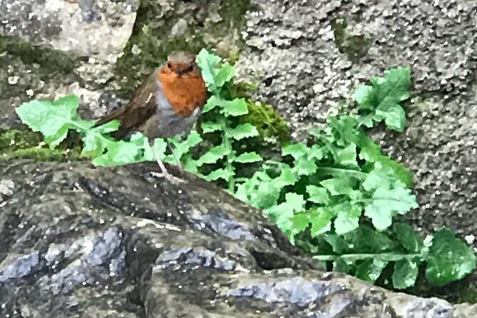 Private Garden of Ireland Wicklow Tour from Dublin - The Practicalities: What You Need to Know