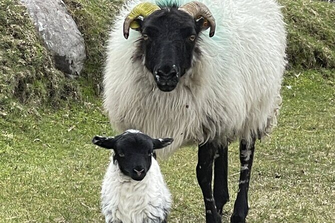 Private Garden of Ireland Wicklow Tour from Dublin - FAQs