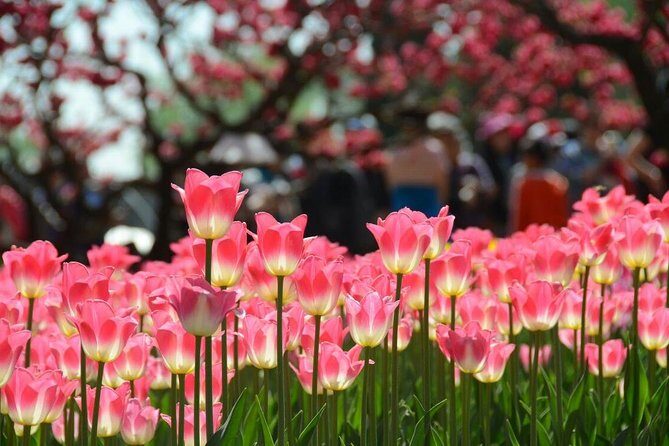 Private Garden Tour: The Summer Palace and Beijing Botanical Garden - Frequently Asked Questions
