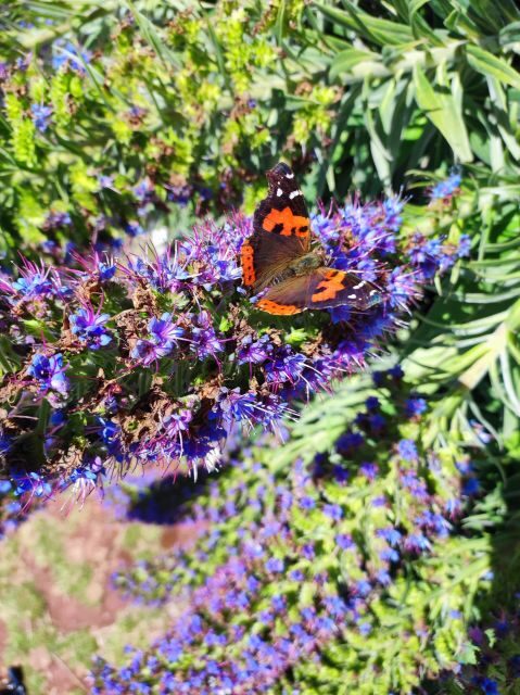Private - Gastro Hike with Levada Walk and Local Food - Who Will Love This Experience?
