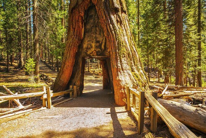Private Giant Sequoia Grove Hike - A Closer Look at the Private Giant Sequoia Grove Hike