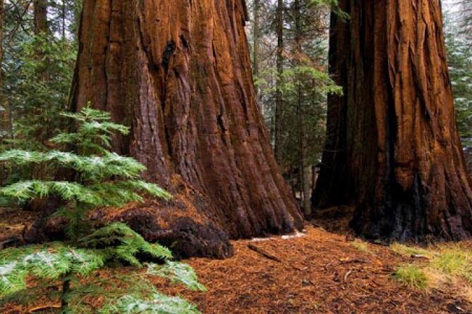 Private Giant Sequoia Grove Hike - Why Choose This Tour?