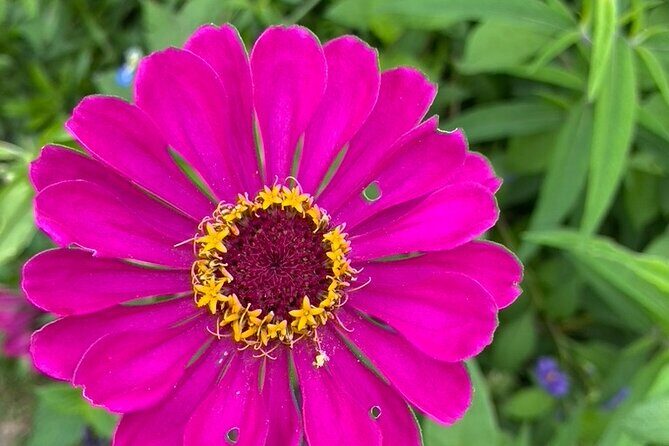 Private Giverny Roundtrip and Entrance Ticket from Paris - FAQ