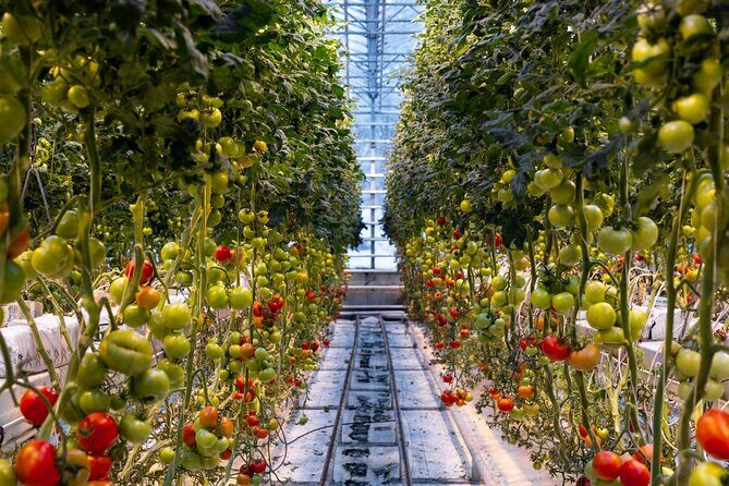 Private Golden Circle, Laugarvatn Fontana (Lunch Include) - Who Should Consider This Tour?