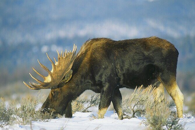 PRIVATE Grand Teton Wildlife Safari, Elk Refuge Sleigh Ride & Lunch - What the Reviews Say