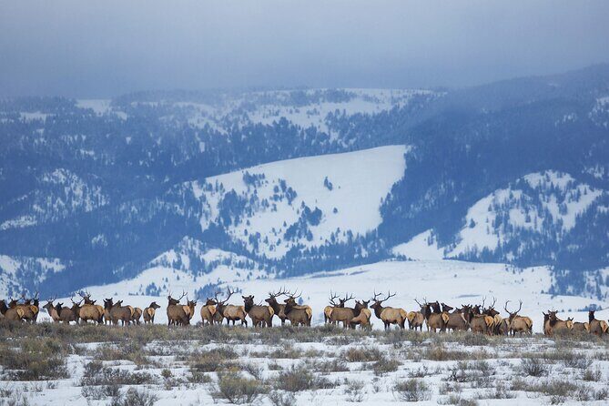 Private Grand Teton Winter Wildlife Safari with Picnic Lunch - Final Thoughts