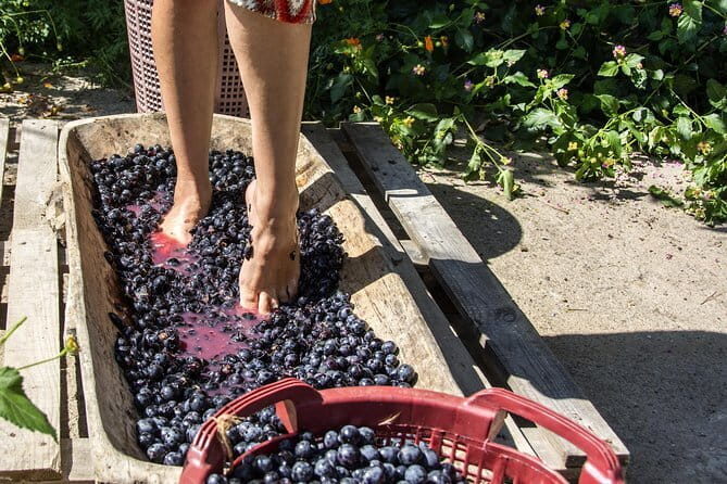Private Grape stomping in Chianti from Florence - An Authentic Taste of Tuscany: Private Grape Stomping in Chianti from Florence