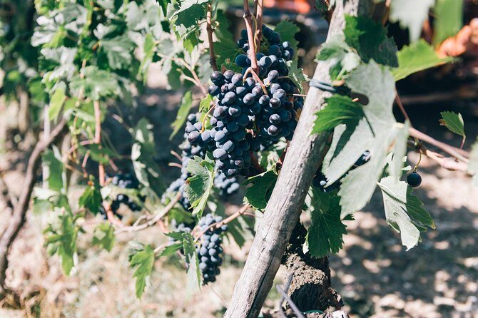 Private Grape stomping in Chianti from Siena - Final Thoughts