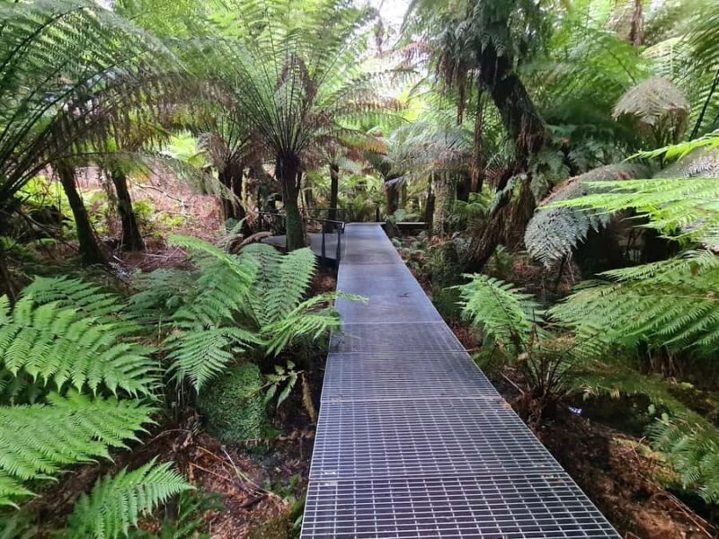 Private Great Ocean Road & 12 Apostles Experience - Key Points