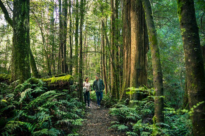 Private Great Ocean Road and Twelve Apostles Tour from Melbourne - An In-Depth Look at the Tour Itinerary