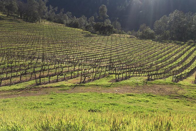 Private Group Wine Tour of Napa and Sonoma - An In-Depth Look at the Napa & Sonoma Private Wine Tour