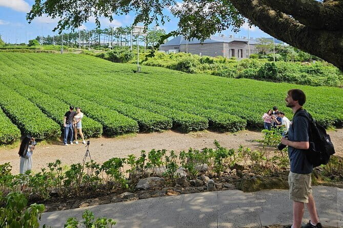 Private Guided Car Tour in Jeju Island - Frequently Asked Questions