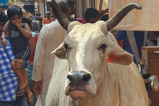 Private Guided City Tour in India - FAQ
