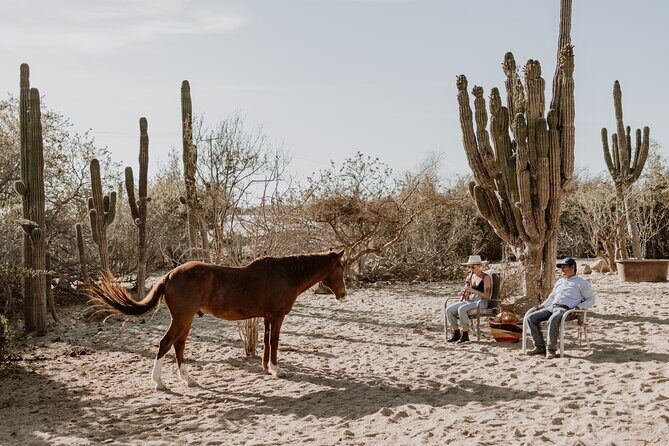 Private Guided Equine Meditation in Baja California - An In-Depth Look at the Experience