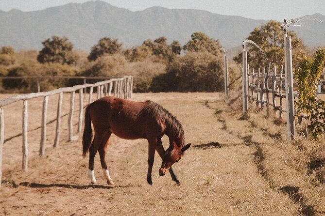 Private Guided Equine Meditation in Baja California - Final Thoughts: Is It Worth It?