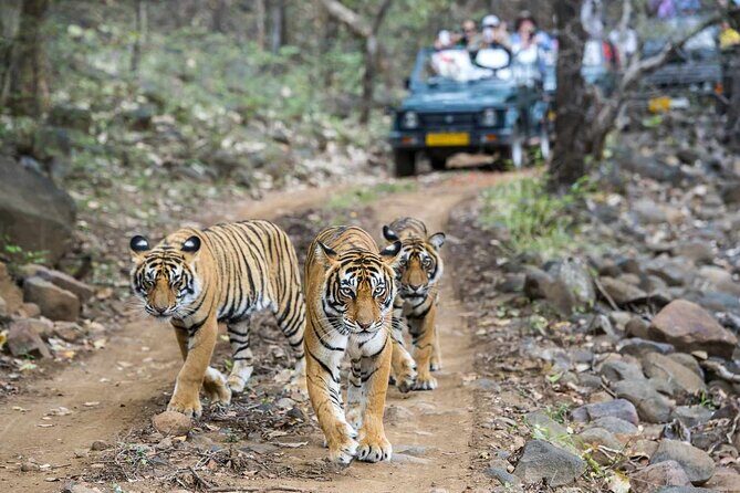 Private Guided Full-Day Ranthambore National Park Tour from Jaipur - Key Points