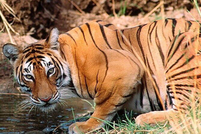 Private Guided Full-Day Ranthambore National Park Tour from Jaipur - An In-Depth Look at the Ranthambore Full-Day Tour