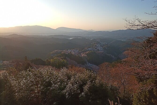 Private Guided Half-Day Walking Tour in Yoshinoyama - What Makes This Tour Stand Out?