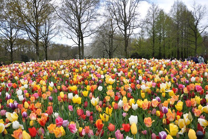 Private Guided Keukenhof Gardens and Zaanse Schans Tour - A Closer Look at the Tour Experience