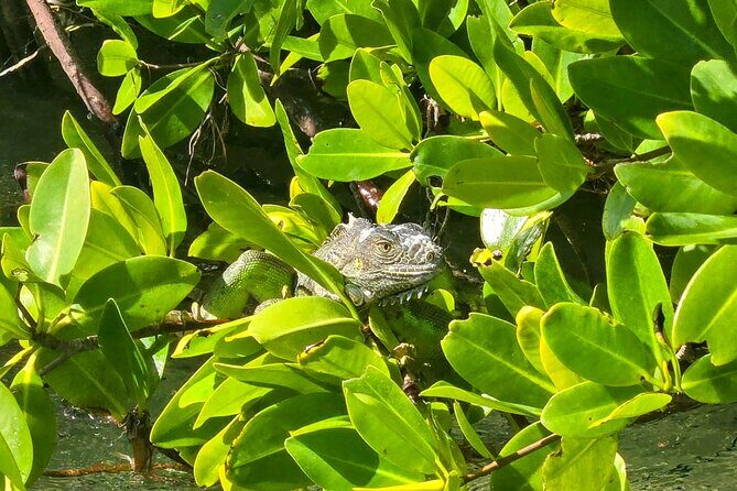 Private Guided Mangrove Eco-Tour Adventure - A Deep Dive into the Experience