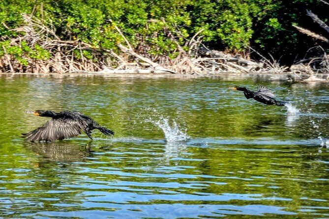 Private Guided Mangrove Eco-Tour Adventure - The Sum Up