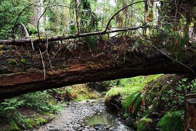 Private Guided Rainforest Hike in Victoria - Key Points