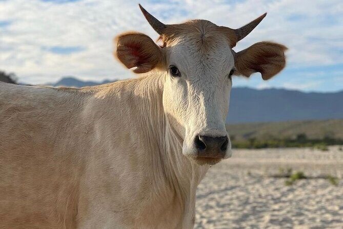 Private Guided Snorkeling Experience in Cabo Pulmo - Final Thoughts: Is This Tour Worth It?