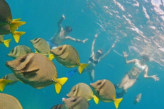 Private Guided Snorkeling in Cabo San Lucas - Key Points