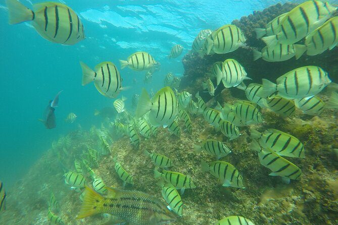 Private Guided Snorkeling in Cabo San Lucas - FAQs