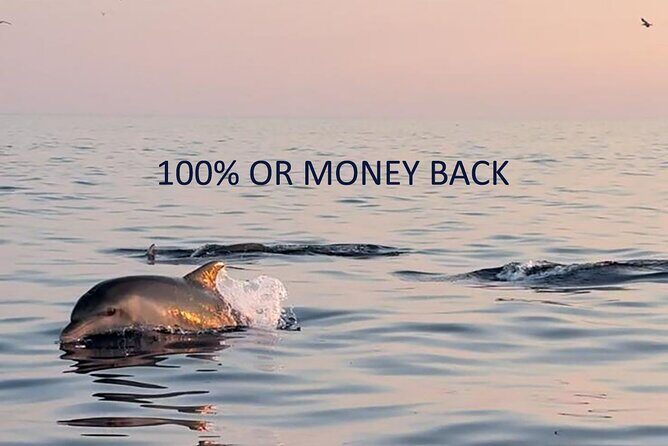 Private Guided Sunset Dolphin Watching in Adriatic Sea - Key Points