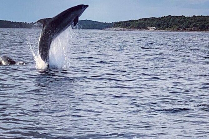 Private Guided Sunset Dolphin Watching in Adriatic Sea - Watching Dolphins in Their Natural Habitat