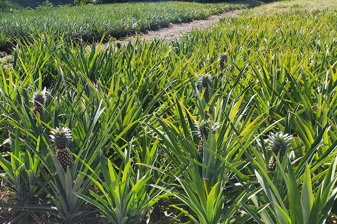 Private Guided Tour around the Moorea Island - Who Will Love This Tour?
