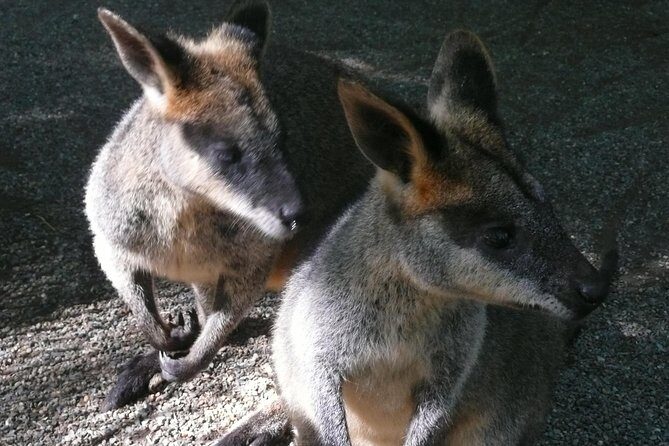 Private Guided Tour from Sydney to Blue Mountains National Park - How the Experience Comes Together