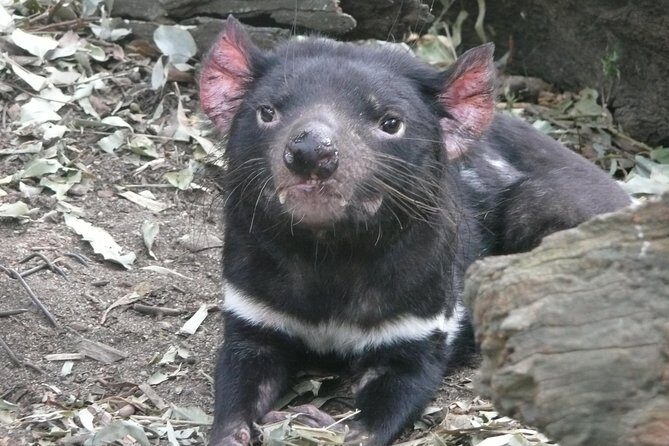 Private Guided Tour from Sydney to Blue Mountains National Park - FAQ