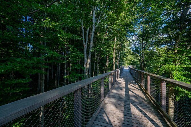 Private Guided Tour from Vienna to Hallstatt with Cable Car & Treetop in Gmunden - A Complete Guide to the Private Tour from Vienna to Hallstatt