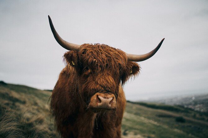 Private Guided Tour in Scottish Highlands - The Experience of a Private Tour