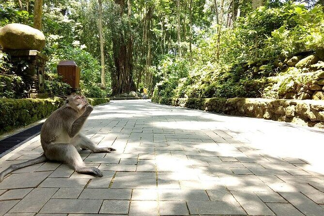 Private Guided Tour: The Best Of Ubud With Jungle Swing - In The Sum Up