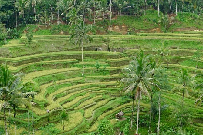 Private Guided Tour: The Best Of Ubud With Jungle Swing - FAQ