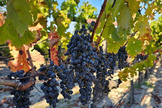 Private Guided Wine Tour of Napa Valley - What You Can Expect from This Tour