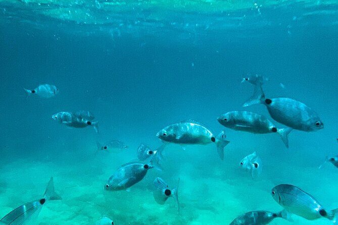 Private Half-Day Boat Excursion in Pula - What to Expect from the Private Pula Boat Tour