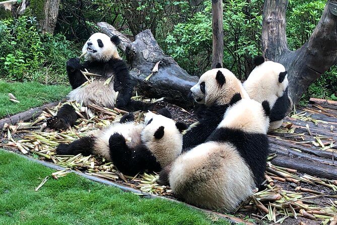 Private Half-Day Chengdu Panda Breeding Center Tour with Optional Volunteer - FAQ