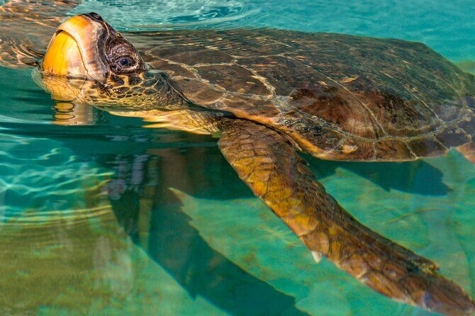 Private Half-day Dalyan Boat Trip - Who Is This Tour Best For?