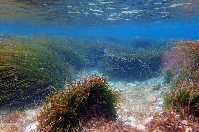 Private Half-Day Kayak Experience in Hvar and Pakleni Islands - Who Should Consider This Tour?