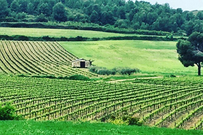 Private Half-Day Languedoc Wine and Oyster Tour from Sète - The Practicalities: What to Expect and Considerations