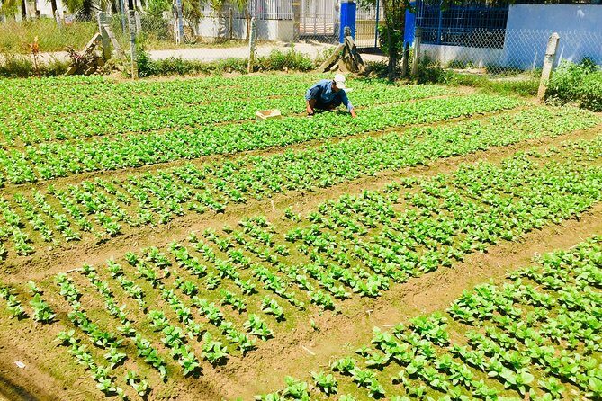 Private Half-Day Nha Trang Cultural Tour Explore Countryside Life - An Overview of the Tour Experience