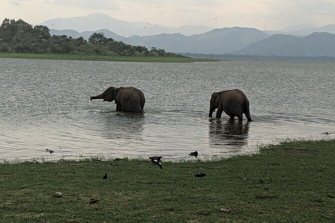 Private Half Day Safari in Udawalawe National Park - The Itinerary Breakdown