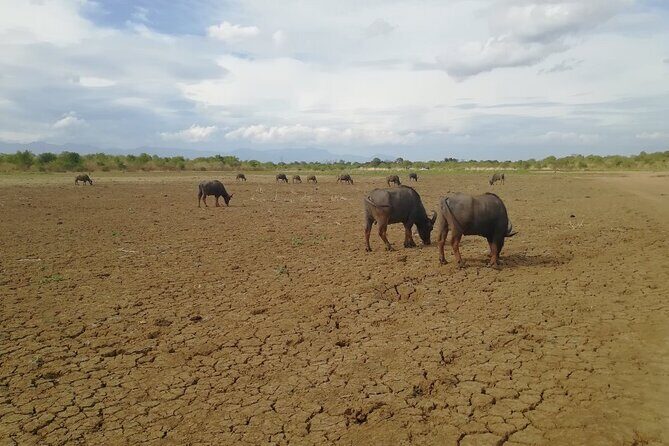 Private Half Day Safari in Udawalawe National Park - Authenticity and Reviews