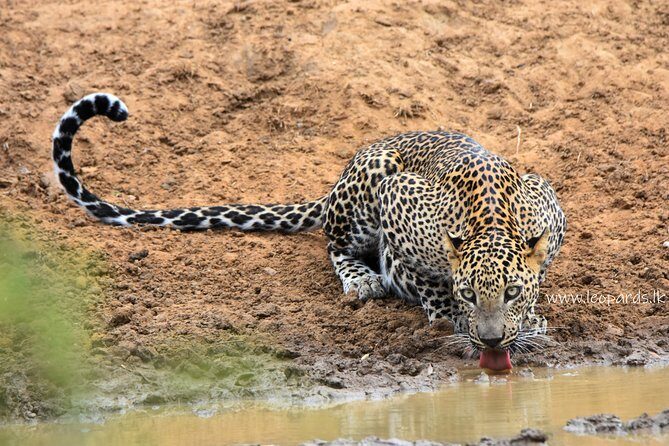 Private Half Day Safari Tour to Yala NP From Tangalle and Drop Back - Why This Tour Offers Good Value