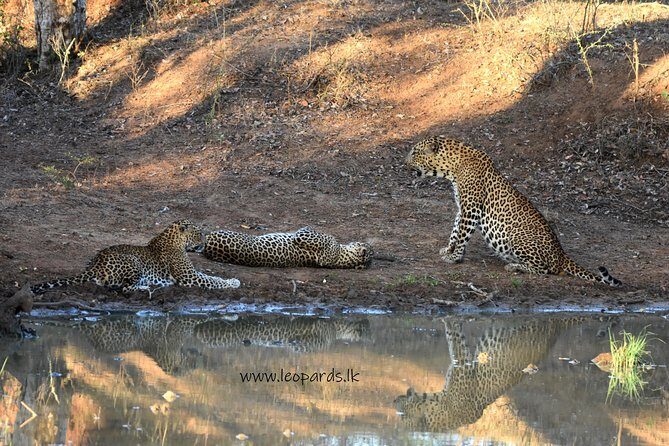 Private Half Day Safari Tour to Yala NP From Tangalle and Drop Back - Who Should Consider This Safari?