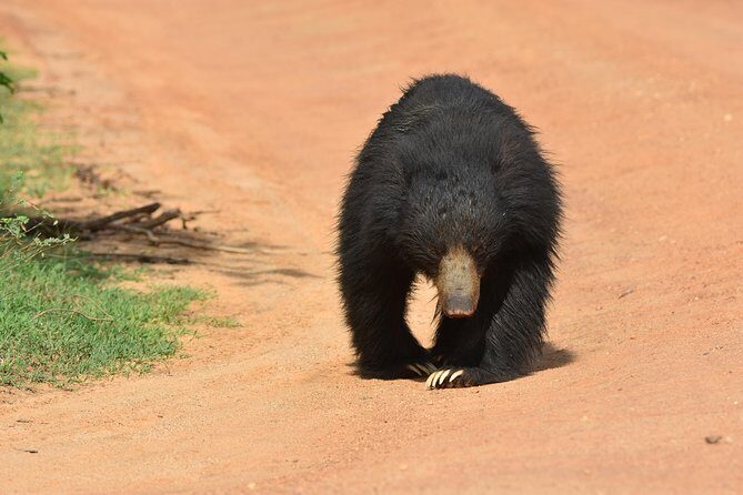 Private Half Day Safari Tour to Yala NP From Tangalle and Drop Back - Final Thoughts